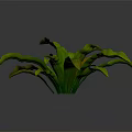 Vibrant Tropical Foliage Plant with Green and Brown Broad Shiny Leaves and Lush Growth