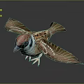 Flying Sparrow With Red Head And Brown White Feathers Spread Wings On Gradient Gray Background
