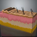 Detailed Anatomical Skin Structure Model With Colorful Layers And Hair Follicles