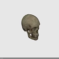 Human Skull Isolated Front View With Detailed Anatomical Structure And Realistic Texture 3d model