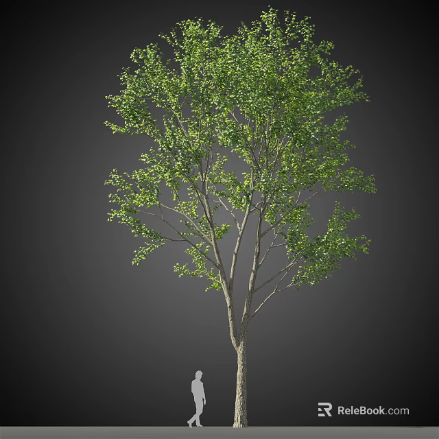 Tall Arbor With Lush Green Leaves And Brown Trunk Against Grey Background 3d model 