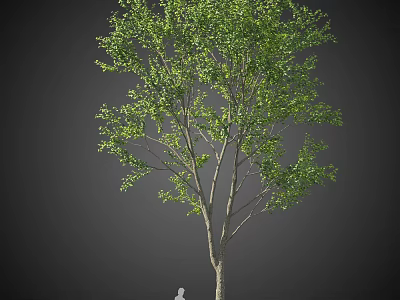 Tall Arbor With Lush Green Leaves And Brown Trunk Against Grey Background 3d model