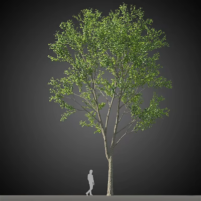 Tall Arbor With Lush Green Leaves And Brown Trunk Against Grey Background 3d model