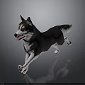 Black and White Husky Running With Tongue Out On Dark Background With Floor Reflection