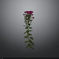 Tall Green Stem Plant With Lush Leaves And Pink Flowers
