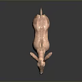 Realistic Brown Standing Fawn 3D Model With Large Ears And Lifelike Posture