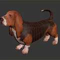 Basset Hound With Orange Brown Coat White Paws Long Ears Short Legs Curled Tail