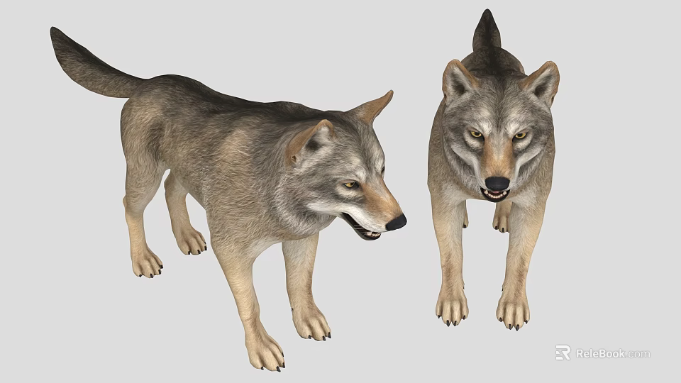 Realistic 3D Render Gray Brown Wolves Standing On Gray Background With Detailed Fur 3d model 
