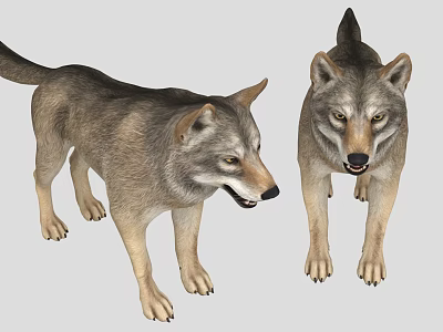 Realistic 3D Render Gray Brown Wolves Standing On Gray Background With Detailed Fur 3d model