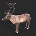 Realistic Reindeer Model With Large Antlers And Light Brown Body Against Black Background