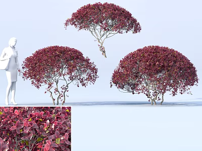 Ornamental Red Purple Leaf Shrubs with Rounded Canopy Detailed Foliage and Human Scale 3d model