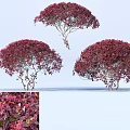 Ornamental Red Purple Leaf Shrubs with Rounded Canopy Detailed Foliage and Human Scale