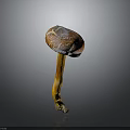 Vibrant Brown and Yellow Capped Mushroom Plant with Yellow Stem on Dark Background