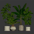 Fresh Culinary Herbs in Light Ceramic Pots for Home Cooking Preparation