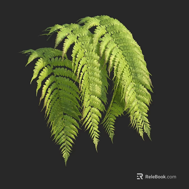 Lush Green Fern Fronds With Feathery Structure On Dark Background 3d model 