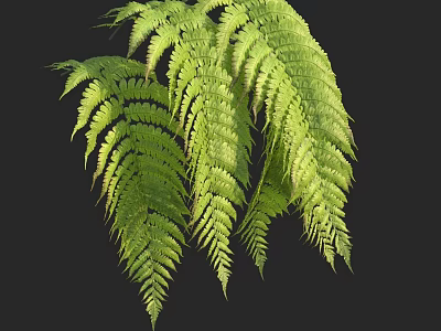 Lush Green Fern Fronds With Feathery Structure On Dark Background 3d model
