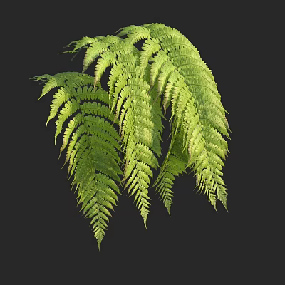 Lush Green Fern Fronds With Feathery Structure On Dark Background 3d model