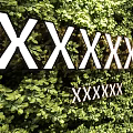 Decorative Green Plant Wall Design With White Text Elements And Lush Foliage
