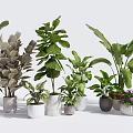 Various Indoor Potted Plants With Diverse Green Leaves And Different Ceramic Pots