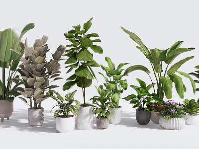 Various Indoor Potted Plants With Diverse Green Leaves And Different Ceramic Pots 3d model