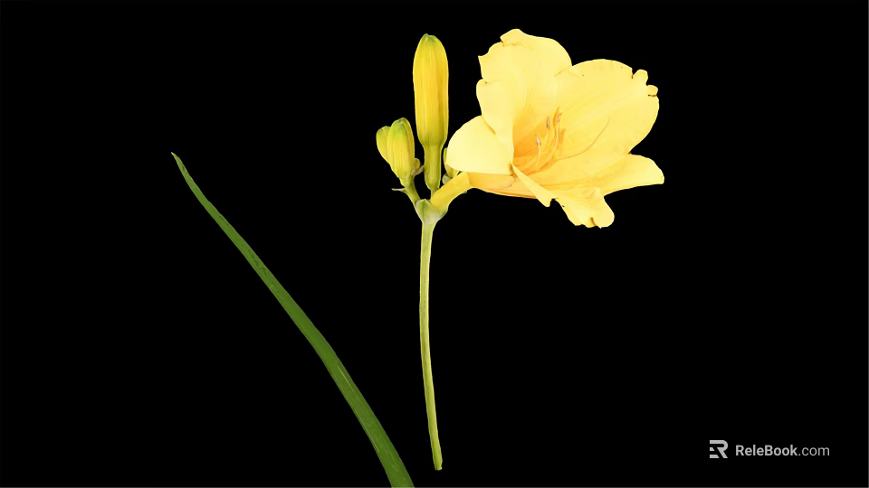 Yellow Blooming Flower With Buds Green Stem And Leaves In Vase On Black Background 3d model 