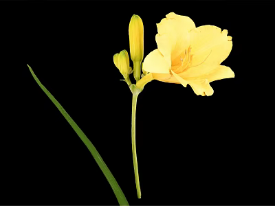 Yellow Blooming Flower With Buds Green Stem And Leaves In Vase On Black Background 3d model