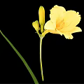 Yellow Blooming Flower With Buds Green Stem And Leaves In Vase On Black Background