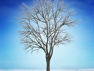 Leafless Tree With Snow Covered Branches Against Clear Blue Sky And Snowy Ground 3d model
