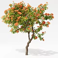 Beautiful Lush Tree With Orange Flowers Green Leaves And Curved Trunk