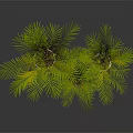 Three Green Palm Plants in Different Ceramic Pots on Dark Surface 3d model