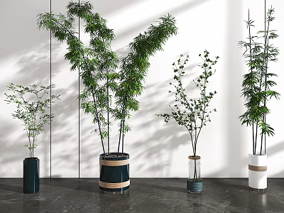 Various Potted Bonsai Plants In Different Planters With Natural Light And Shadows 3d model