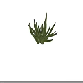 Vibrant Green Succulent Plant With Spiky Textured Leaves And Fresh Natural Look