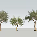Three Leafy Trees Standing Against Purple Sky And Ground Background