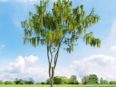 Tall Arbor With Yellow Hanging Flowers Against Blue Sky And Green Meadow 3d model