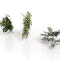 Three Different Green Plants With Hanging And Bushy Foliage On White Background