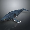 Realistic Blue Whale Aquatic Animal 3D Model in Underwater Marine Scene 3d model