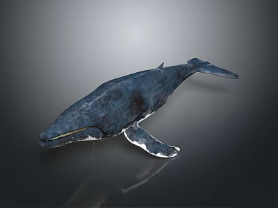 whale cartoon whale mammal marine mammal marine animal fish freshwater fish marine fish 3d model
