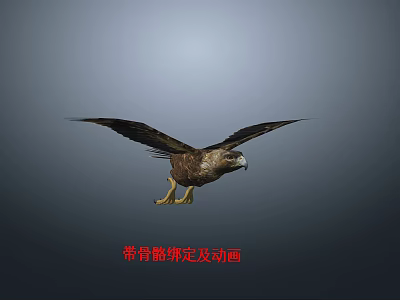 Modern Eagle Raptor Wild Animal with Skeleton Animation 3d model