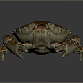 Spotted Brownish Red Crab With Large Claws And Segmented Legs On Smooth Surface Showing Reflection