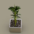 Lush Green Bamboo Plant With Twisted Stems In White Square Pot
