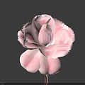 Single Beautiful Pink Flower With Soft Petals Against Dark Blue Background 3d model