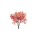 Three Vibrant Trees With Orange Pink And Red Autumn Foliage