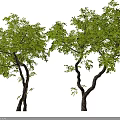 Modern landscape tree, modeling tree, arbor, courtyard, landscaping tree 3d model