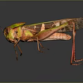 grasshopper insect cartoon locust animation locust anime locust anime game character 3d model
