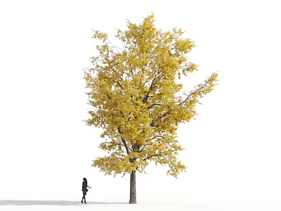 Tall Arbor With Golden Yellow Leaves And Person Standing Beneath It 3d model