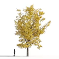 Tall Arbor With Golden Yellow Leaves And Person Standing Beneath It