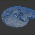 Chi chrysanthemum stone ancient fossil stone chrysanthemum fossil items 3d model