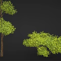 Cartoon Scene Featuring Lush Green Trees With Spiral And Round Canopies