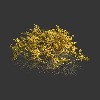 Modern gorse 3d model