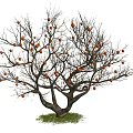 Leafless Tree With Orange Fruits On Branches And Green Grass Base 3d model